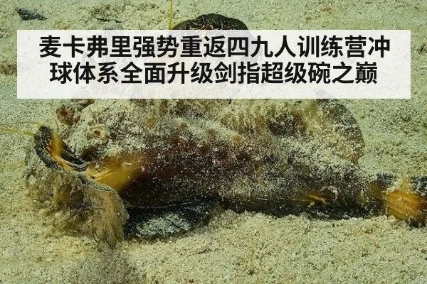 麦卡弗里强势重返四九人训练营冲球体系全面升级剑指超级碗之巅